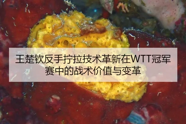 王楚钦反手拧拉技术革新在WTT冠军赛中的战术价值与变革